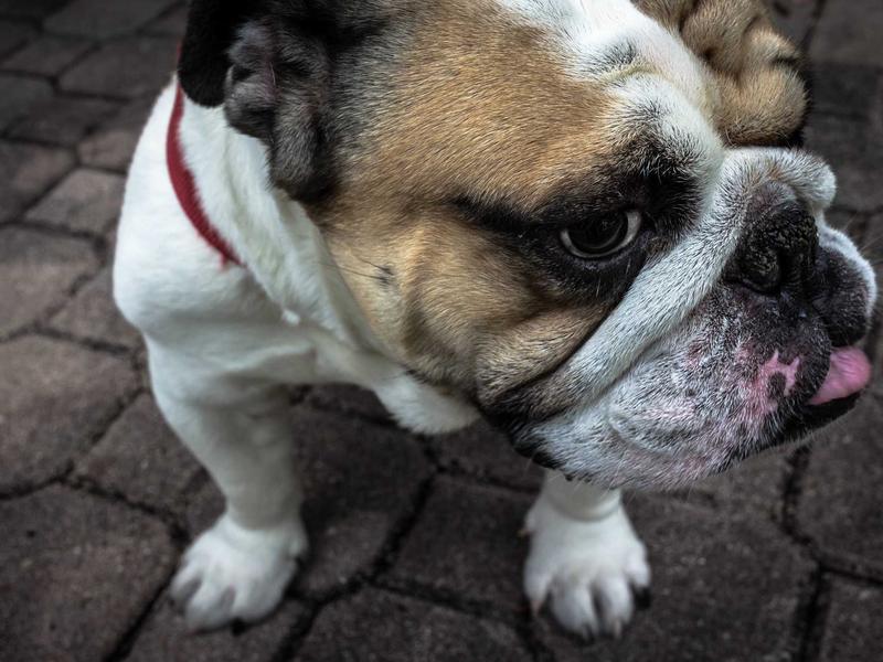 微信机器人工具视频教程