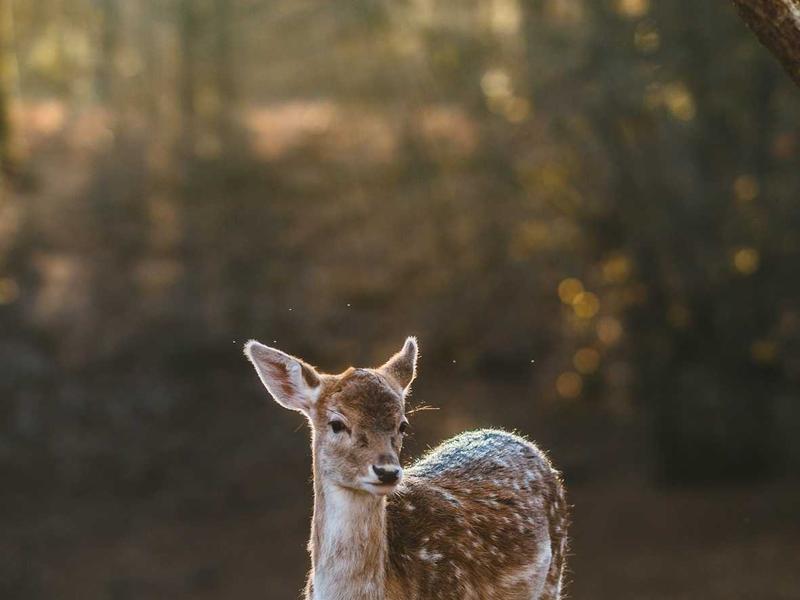 钓鱼视频教程实战大全