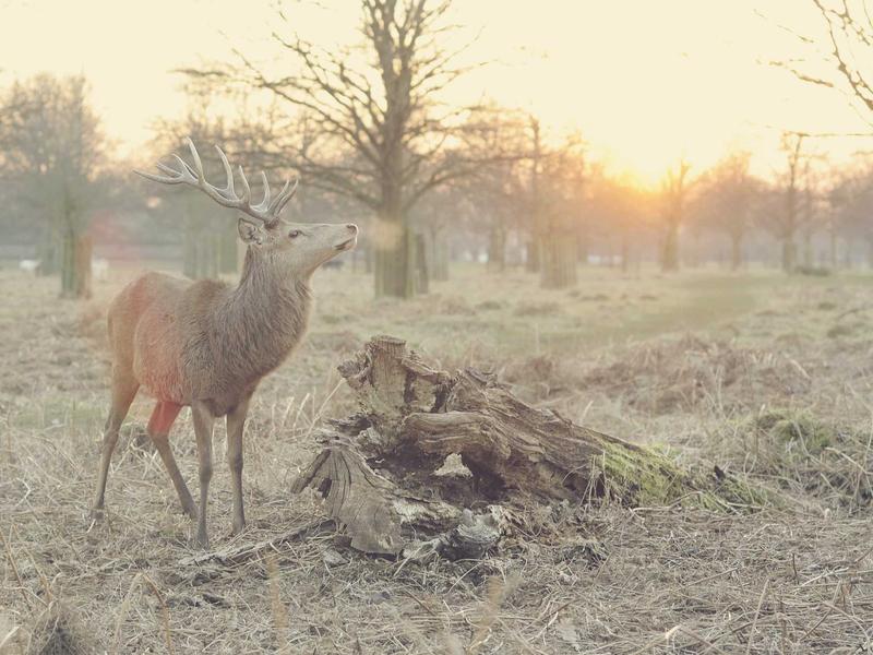 倪海厦资源全集收藏版