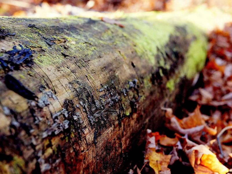 025吃瓜合集（2024年）