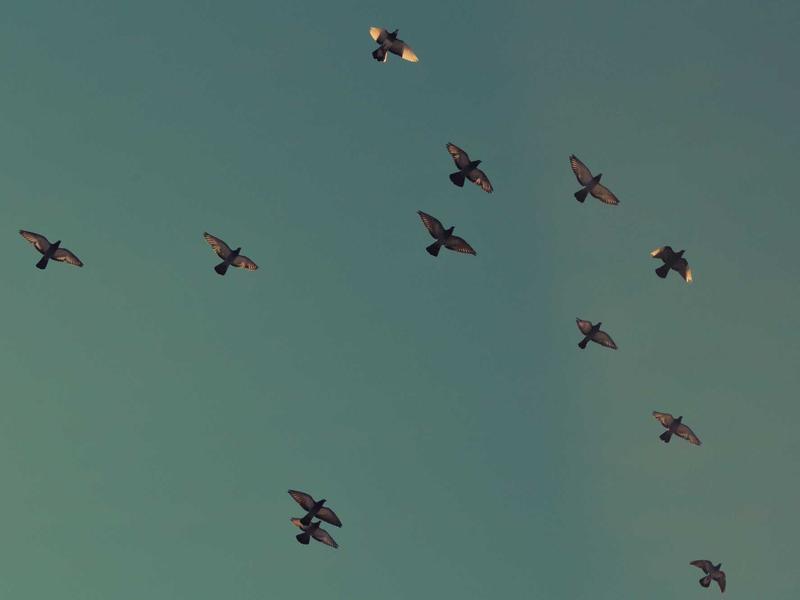 创业资料小吃美食教程【522道美食】